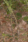 Heller's cudweed